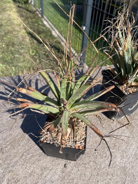 Leuchtenbergia principis v. trachythele